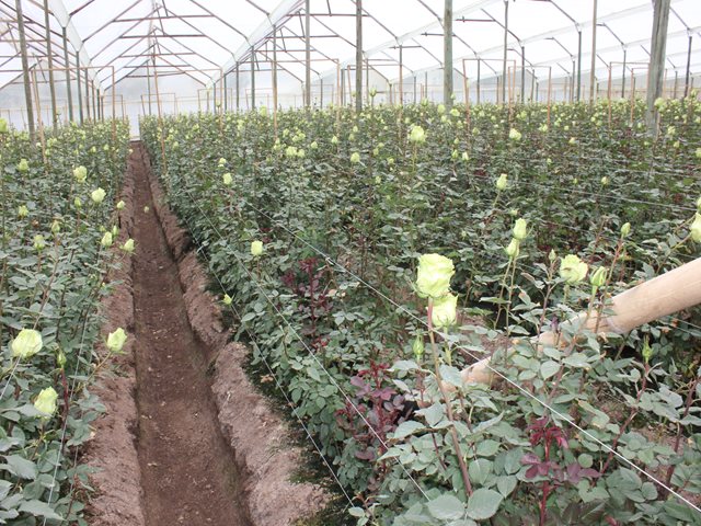 El ICA suspendió exportaciones de flores a Australia, desde predios que incumplen requisitos fitosanitarios